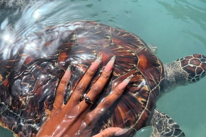Swimming with Sea Turtles and Jozani Forest in Zanzibar