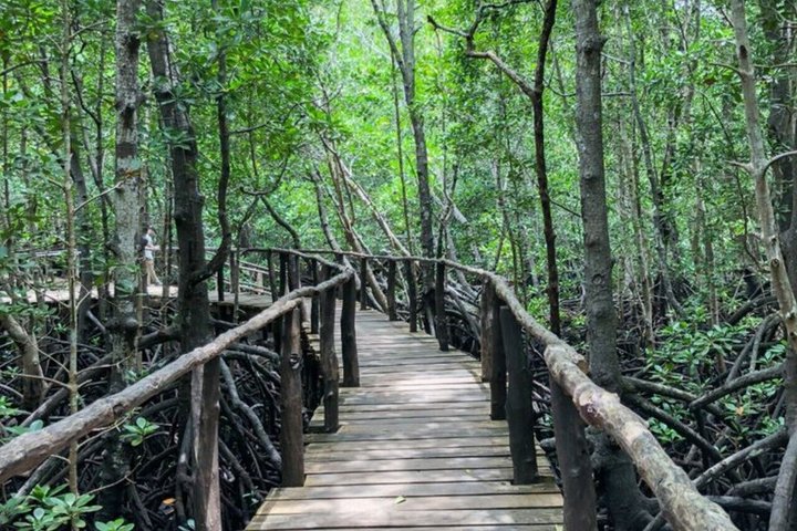 Swimming with Sea Turtles and Jozani Forest in Zanzibar
