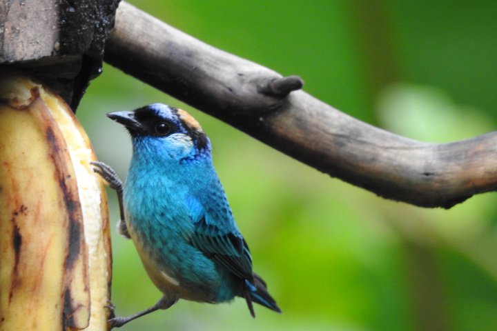 Full-Day Mindo Cloud Forest Tour Birdwatching Waterfalls and Hike