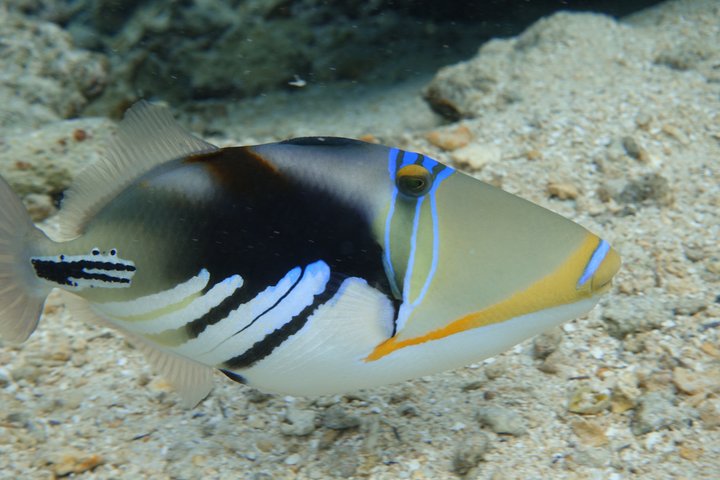 Sea Scooter Jet Snorkeling : Swim with Turtles, Rays & Sharks