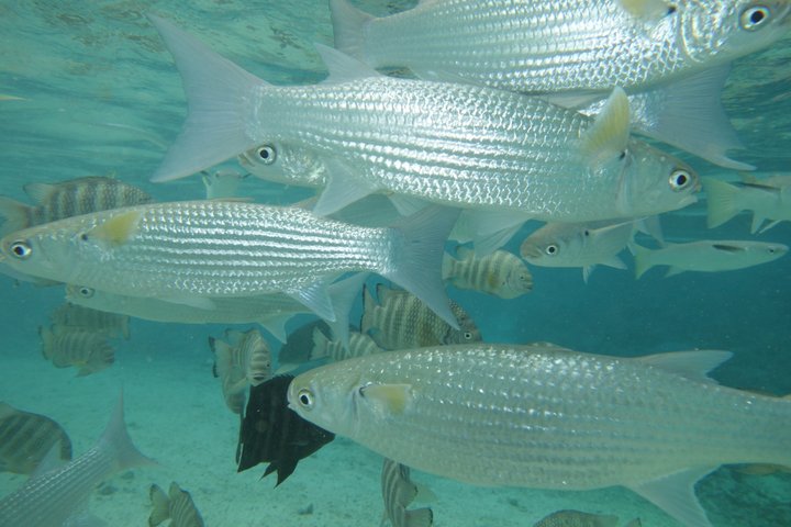 Sea Scooter Jet Snorkeling : Swim with Turtles, Rays & Sharks