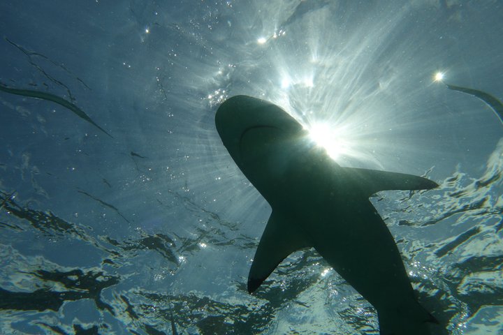 Sea Scooter Jet Snorkeling : Swim with Turtles, Rays & Sharks