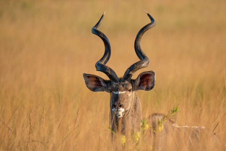 Northern Malawi Wildlife and Lake Safari 7 Days Adventure Tour