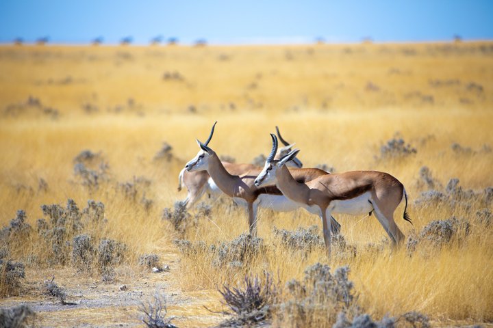 Northern Malawi Wildlife and Lake Safari 7 Days Adventure Tour