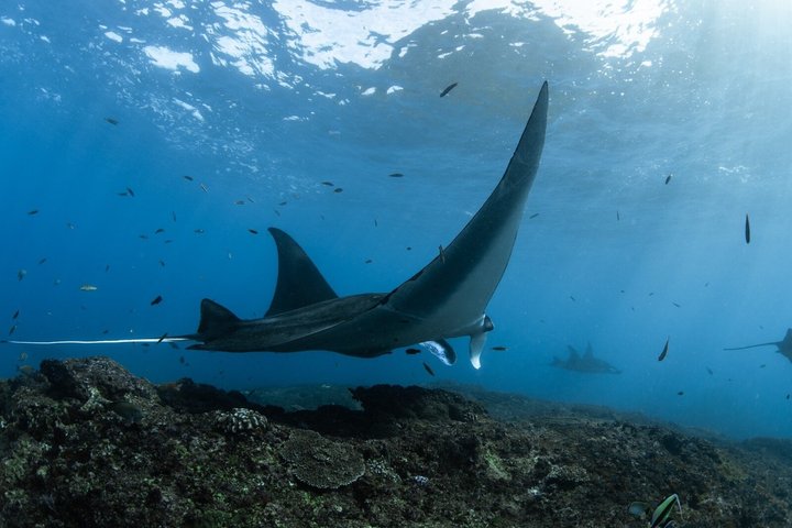 Bali to Nusa Penida Premium Private Full Day Tour All Inclusive