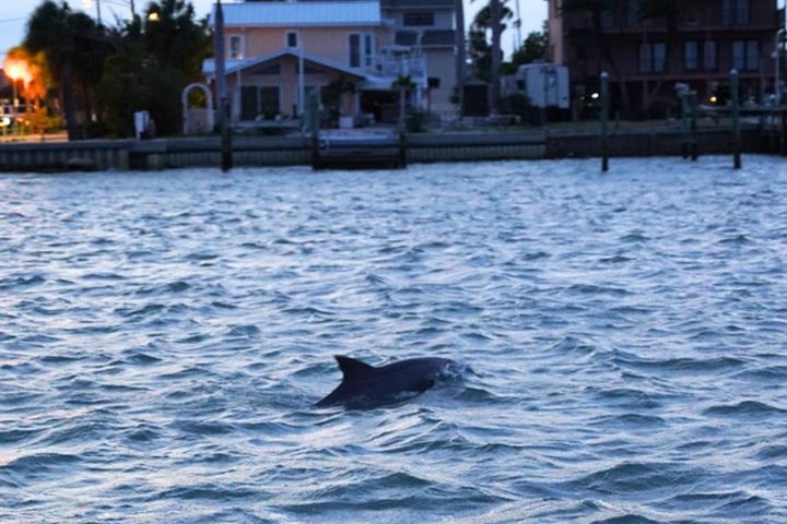 Tropical Buffet Cruise in Clearwater Beach