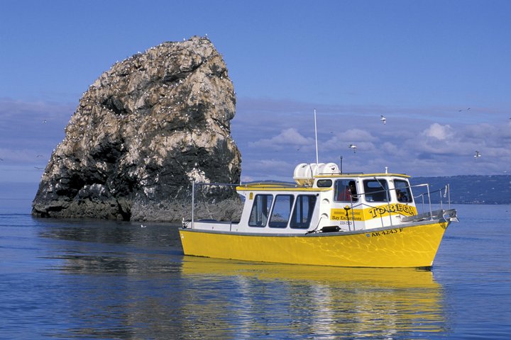 3 Hour Scenic Birding Cruise