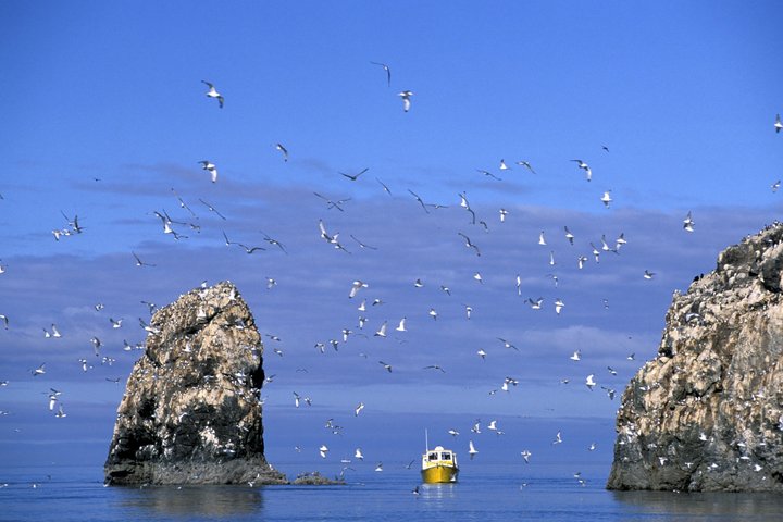 3 Hour Scenic Birding Cruise