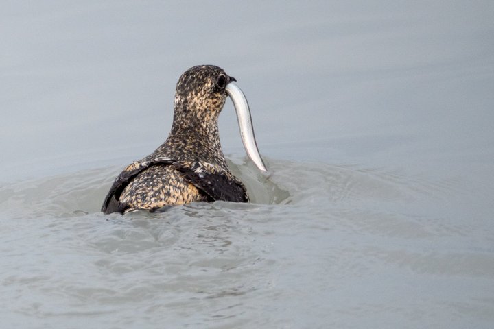 3 Hour Scenic Birding Cruise