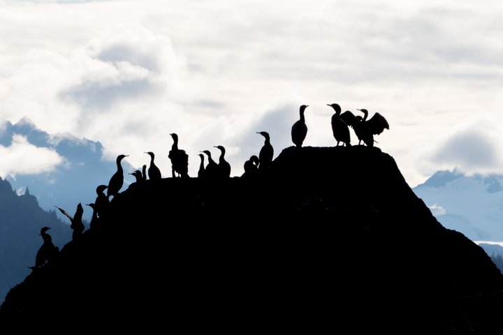3 Hour Scenic Birding Cruise
