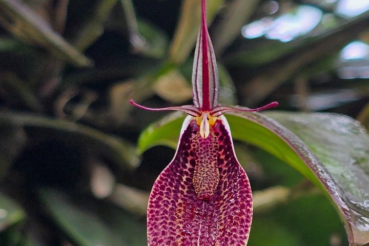 Full-Day Mindo Cloud Forest Tour Birdwatching Waterfalls and Hike
