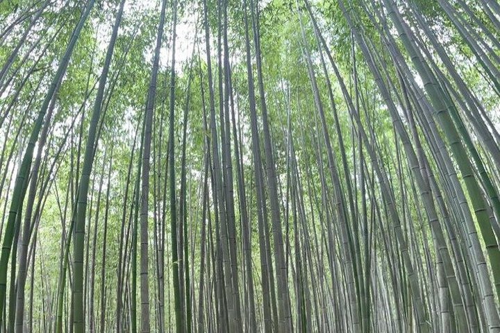 Arashiyama & Nara Highlights: One-Day Private Tour Adventure