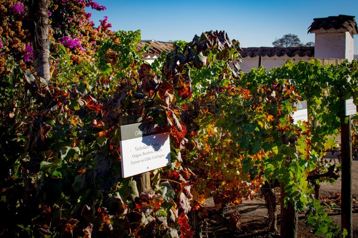 Viña Santa Rita Premium Tour and 5 Wine Tasting Small Group
