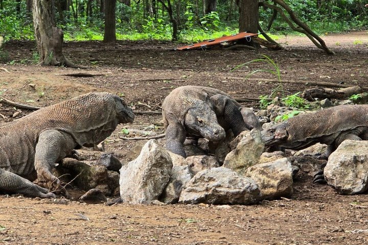Explore Komodo Open Trip 2 Days 1 Night