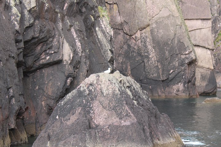 1 hour Dingle Bay Cliff Tour