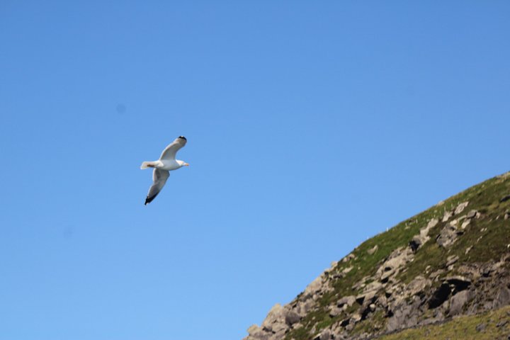 2-hour Guided Mini Eco Tour at Dingle, Ireland