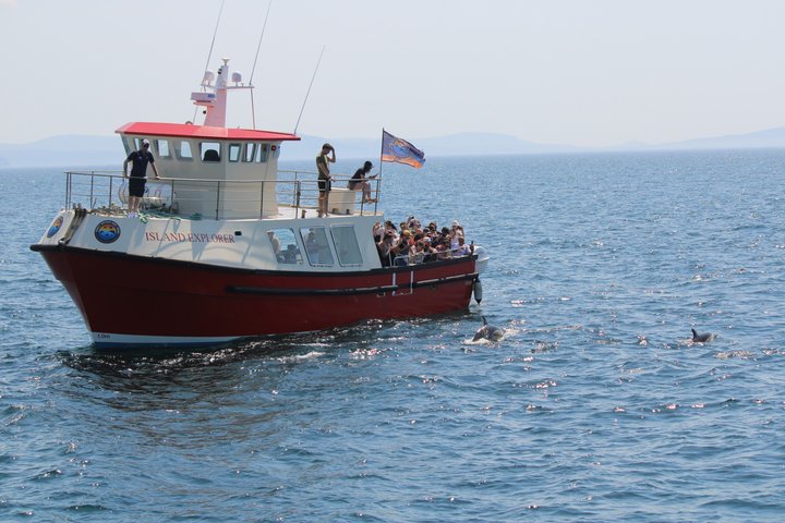 2-hour Guided Mini Eco Tour at Dingle, Ireland