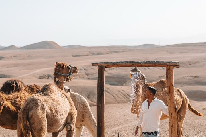 Agafay Desert Quad Bike Camel Ride and Dinner Show
