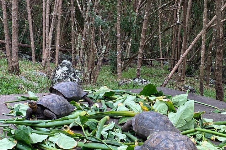 Floreana Island Bike Tour + Asylum of Peace + Local Estate