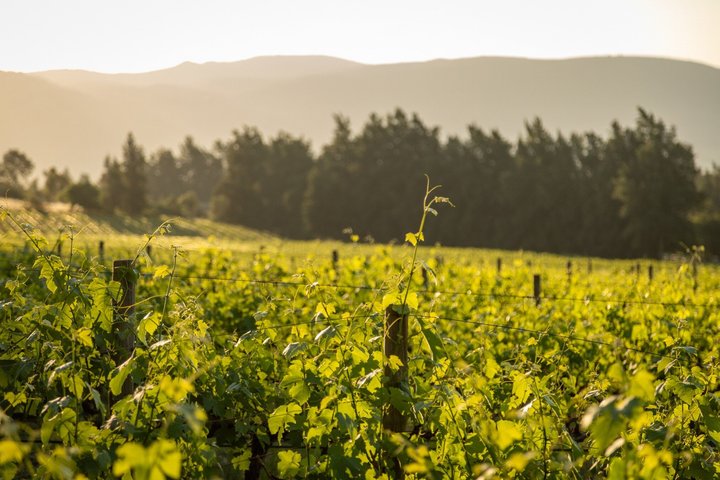 Full‑Day Stellenbosch and Franschhoek Wine Tour from Cape Town