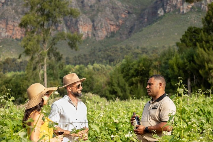 Full‑Day Stellenbosch and Franschhoek Wine Tour from Cape Town
