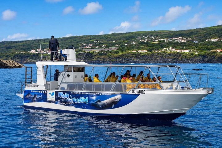 Whale and Dolphin Watching Tour on Pico Island