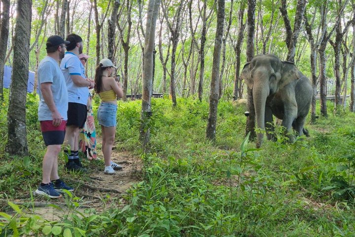 Khao Lak Ethical Elephant Sanctuary Full-Day Small Group Tour