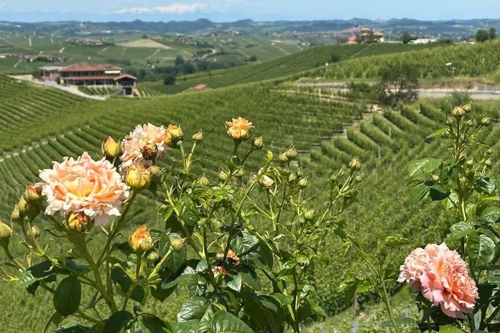 Truffle Hunting and Cheese, Truffle & Wine Tasting near Alba