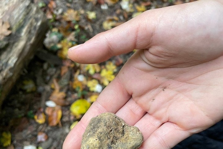 Truffle Hunting and Cheese, Truffle & Wine Tasting near Alba