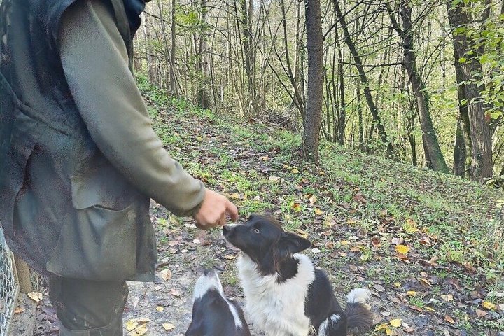 Truffle Hunting and Cheese, Truffle & Wine Tasting near Alba