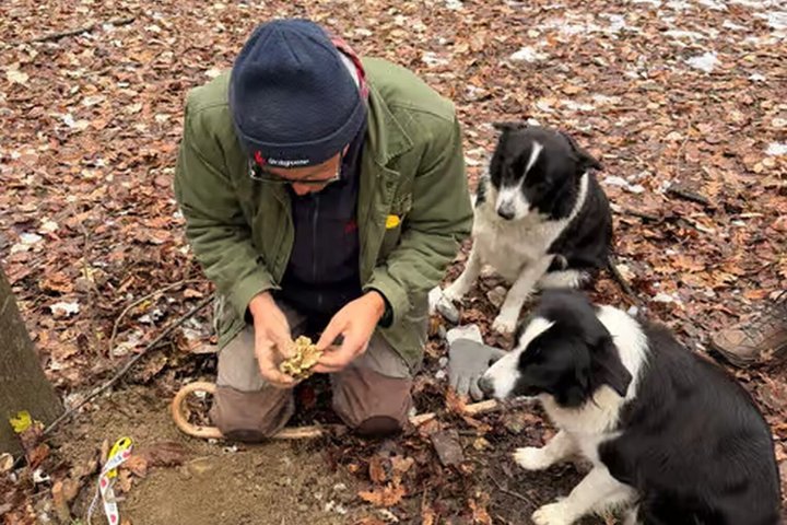 Truffle Hunting and Cheese, Truffle & Wine Tasting near Alba