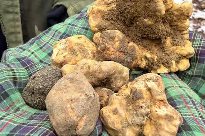 Truffle Hunting and Cheese, Truffle & Wine Tasting near Alba
