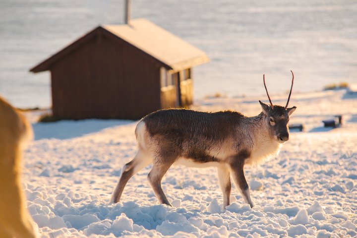 Tromsø Arctic Fjords Adventure Tour with Local Lunch