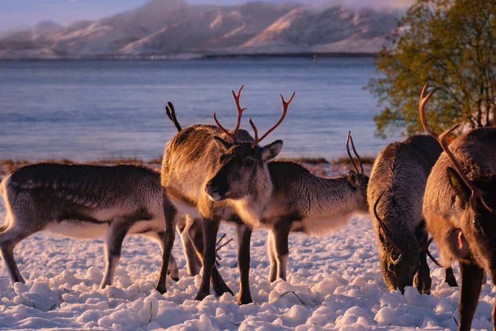 Tromso Excursion Artica Fjords and Sommaroy Islands with lunch
