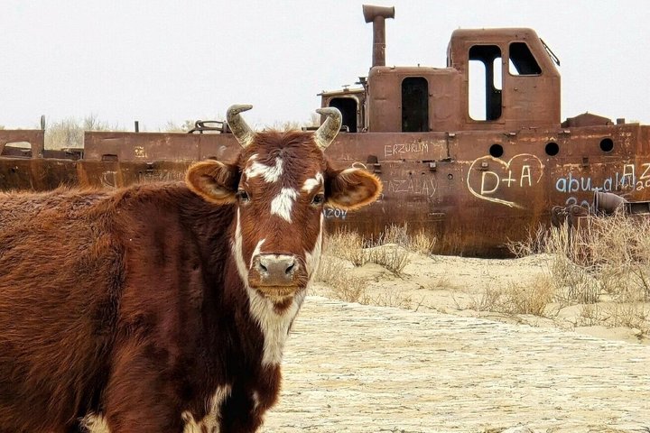 Daytrip from Khiva to the Muynak Ship Cemetery and Nukus Museum