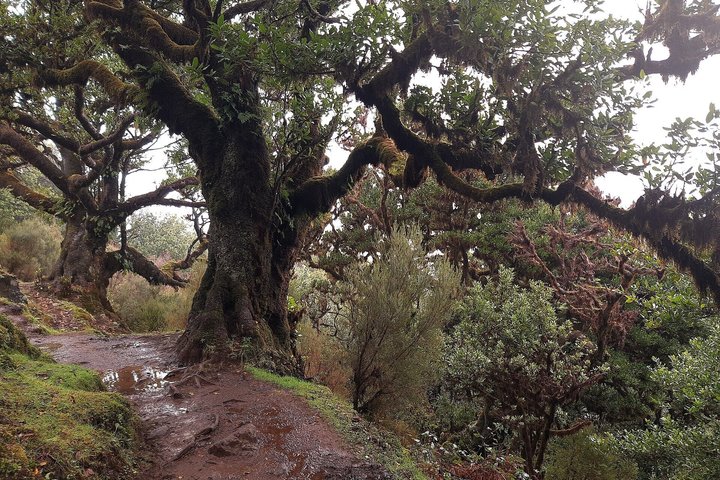 Madeira PR1 and Other PR Trail Access Booking Service No Transfer