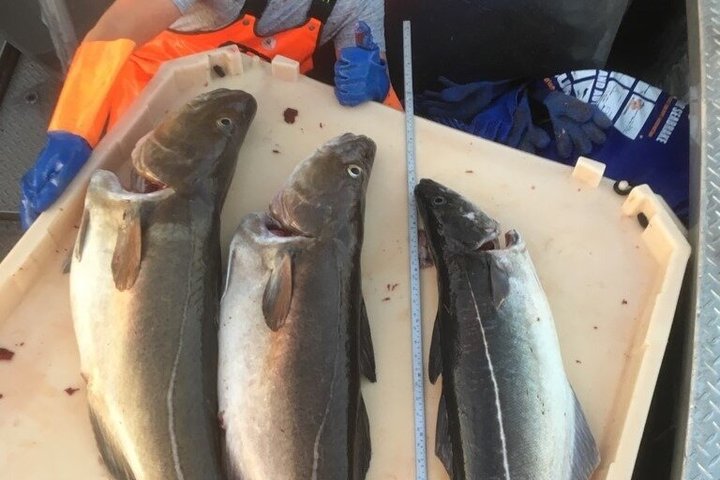 4 Hours Fishing Adventures in Alta Fjord