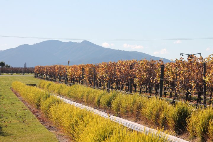 Marlborough Classic Wine Tasting Tour.