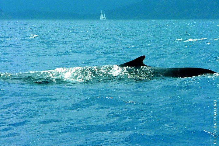 Whale Watching and Sailing Adventure in the Pelagos Sanctuary