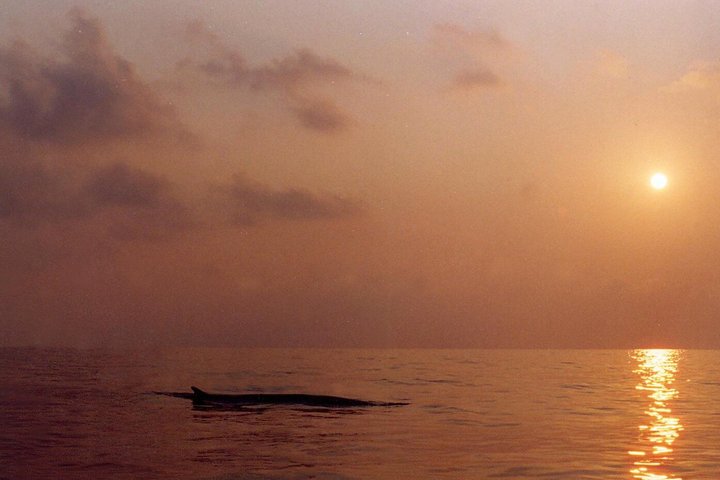 Whale Watching and Sailing Adventure in the Pelagos Sanctuary