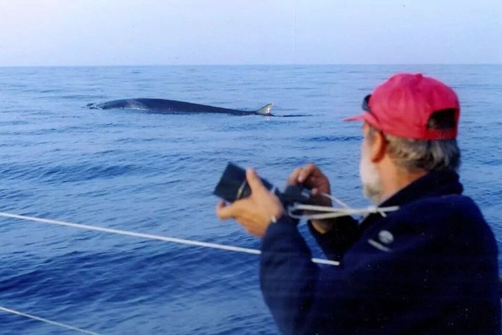 Whale Watching and Sailing Adventure in the Pelagos Sanctuary