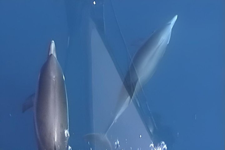 Whale Watching and Sailing Adventure in the Pelagos Sanctuary