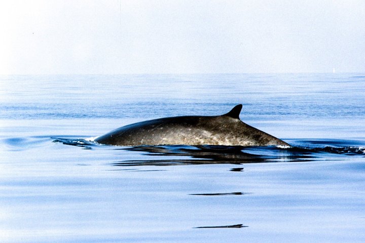 Whale Watching and Sailing Adventure in the Pelagos Sanctuary