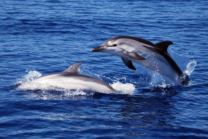 Whale Watching and Sailing Adventure in the Pelagos Sanctuary