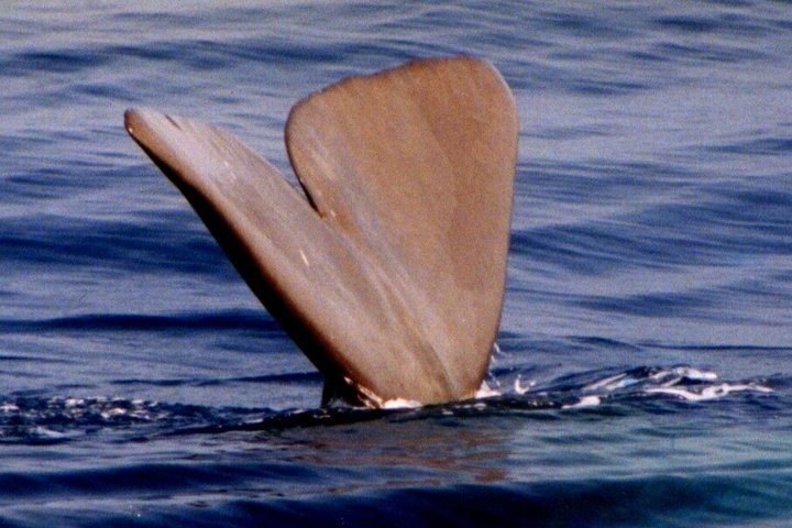 Whale Watching and Sailing Adventure in the Pelagos Sanctuary