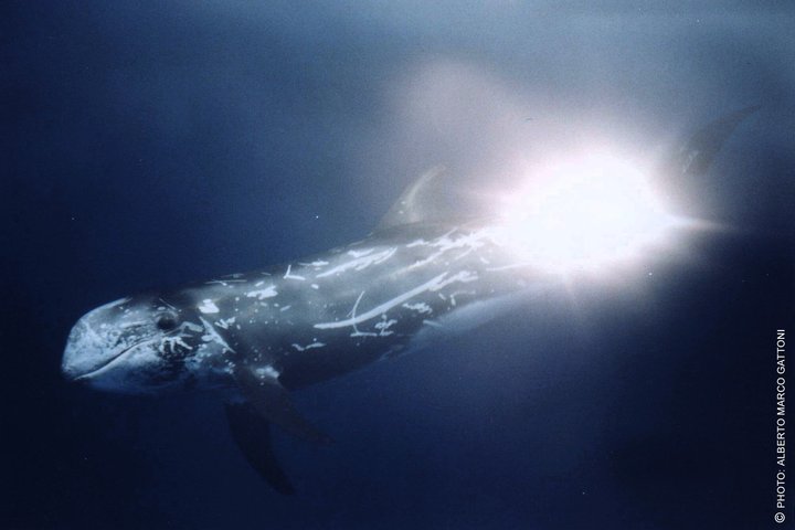 Whale Watching and Sailing Adventure in the Pelagos Sanctuary