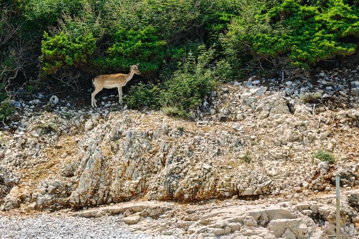 Taxi boat Kormat-5 hour half day tour from Punat