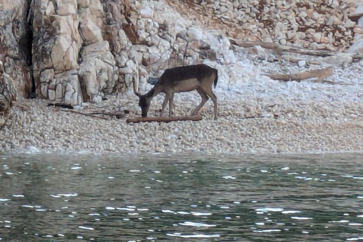 Taxi boat Kormat-5 hour half day tour from Punat
