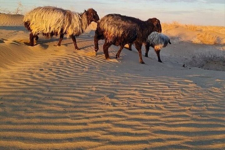 Khiva to Bukhara: Transfer with Top 5 Fortresses & Akchakul Lake