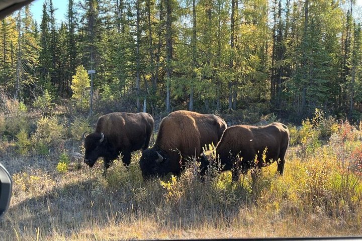Bison and North Arm Scenic Highway Bus Tour